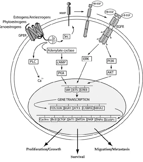Fig. 1.4.1 GPER-mediated transduction pathways 