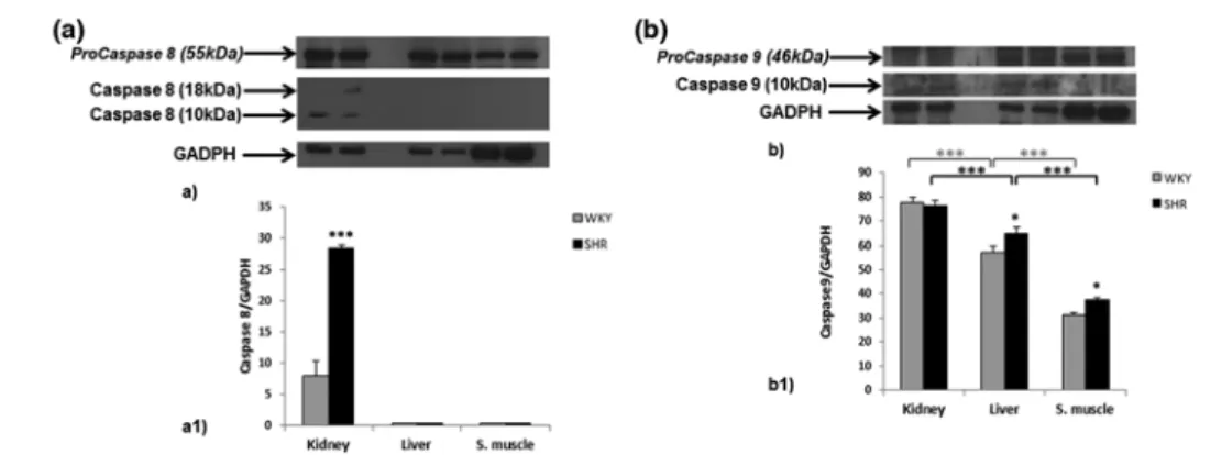 Figure 4. Caspase 8 and Caspase 9 expression in rat tissues.
