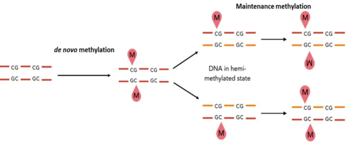 Figure 1.1: Schematic representation  of  de novo    and  maintenance methylation of DNA