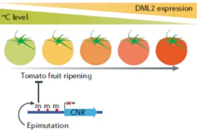 Figure 1.4: Solanum lycopersicum fruit ripening is accompanied by a diminution of genomic methylation  and an increase of DML2 expression (Zhang et al.,2018)