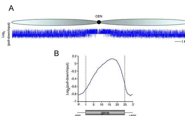 Figure  1.8:  Distribution  of  DNA  methylation  in  A. thaliana .  A)  Methylation  profiling  of  A