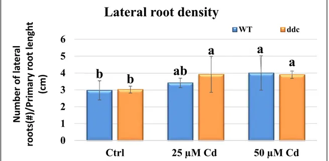 Figure 3.2: (A) Primary root length of WT and ddc seedlings of A. thaliana, monitored up to 21 days after  germination (DAG) every two days from germination