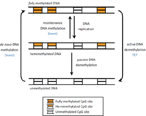 Figure 1. DNA methylation model. DNMT1 carries out its action during cell replication performing the so-called maintenance DNA 