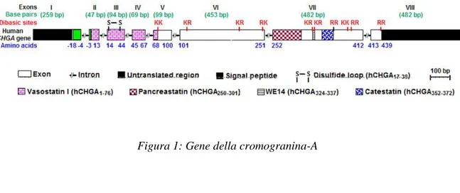 Figura 1: Gene della cromogranina-A 
