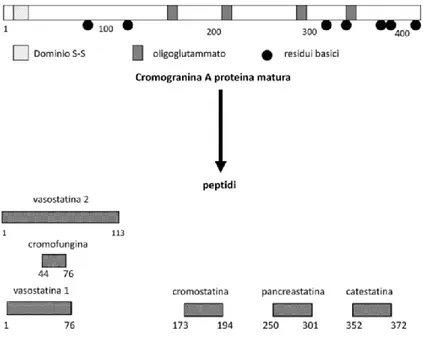 Figura 2. Cromogranina A e i principali peptidi da essa derivati per azione di differenti proteasi 