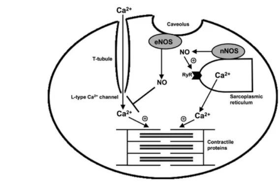 Figura  6:Nel  cardiomiociti,  eNOS  associata  alle  caveole  e  ai  canali  del  calcio  di  tipo  L,induce   inibizione  del  rilassamento
