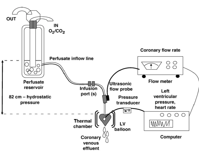 Figura 13: Rappresentazione schematica dell’apparato di perfusione 