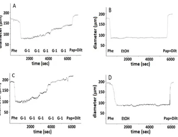 Figura 21:  Tipico esempio di registrazione del protocollo sperimentale condotto su arteriole uterine  isolate  da  ratti  NP  e  P