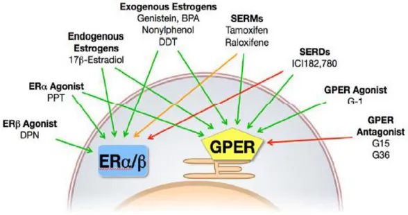 Figura 9:  Ligandi di GPER e ERs (Prossnitz and Barton, 2014).