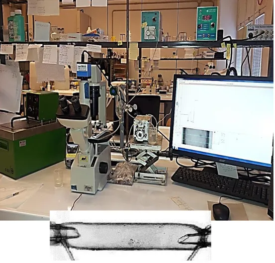 Figura 15 : Pressure myography e arteria incannulata.