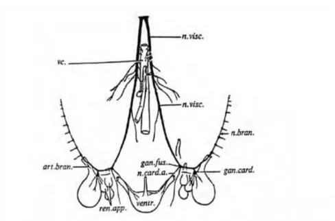 Fig.  2.  The  distribution  of  the  visceral  nerves  in  octopods  [From  Young  (1971a)]