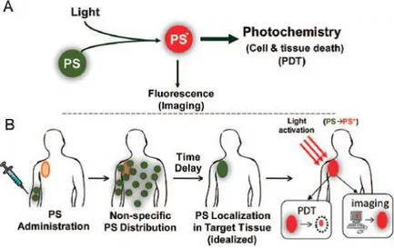 Figure  5.  Schematic  representation  of  PDT,  where  PS  is a  photoactivatable  multifunctional 