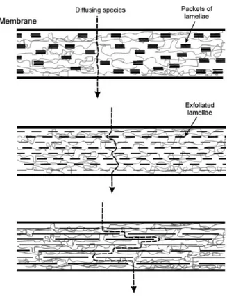 Figure 1.5.2: Schematic view of a hybrid ionomeric membrane containing orientied lamellae of  ZrP