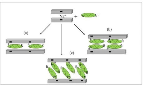 Figure 2.1.4:  Orientations of tetralkylammonium ions in the galleries of layered silicates: (a)  formation of a monolayer, (b) bilayer, (c) inclined paraffin structure