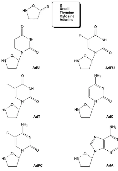 Figure 1.2. Isoxazolidinyl nucleoside 