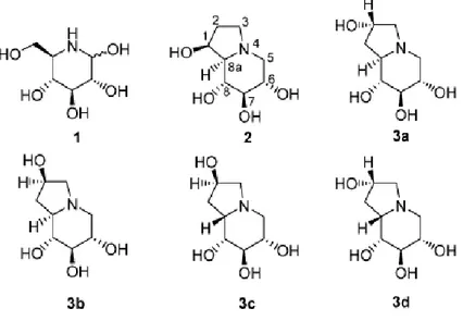 Figure 1.5. Azasugars and analogues