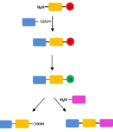 Figure 5. Graphical description of an &#34;activatable protecting group&#34; of  carboxyl function