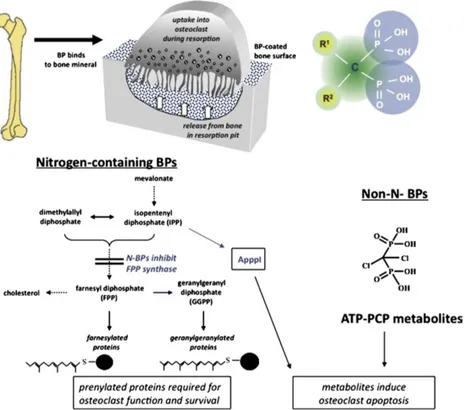 Fig. 2    The cellular and biochemical mechanisms of action of bisphosphonates . 