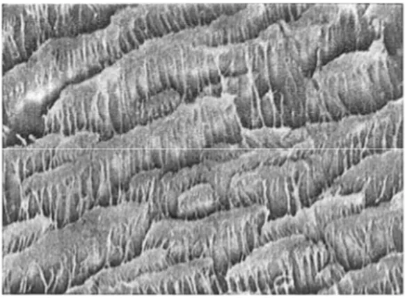 Figure 1.2-2SEM of a microporous membrane prepared by stretching an extruded PTFE film  perpendicular to the direction of extrusion