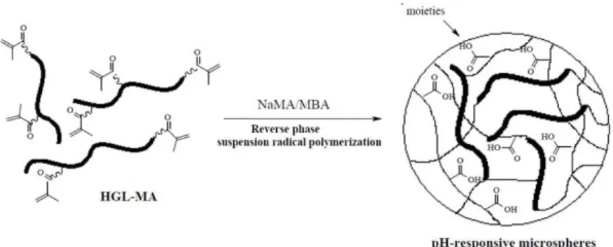 Figure 1.1 . Copolymerization of HGel-MA monomers with NaMA and MBA