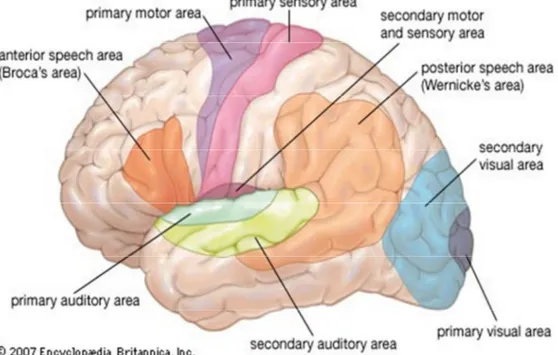 Figura 2. Immagine fisiologica della corteccia cerebrale.  Brain: functional areas.  [Art]