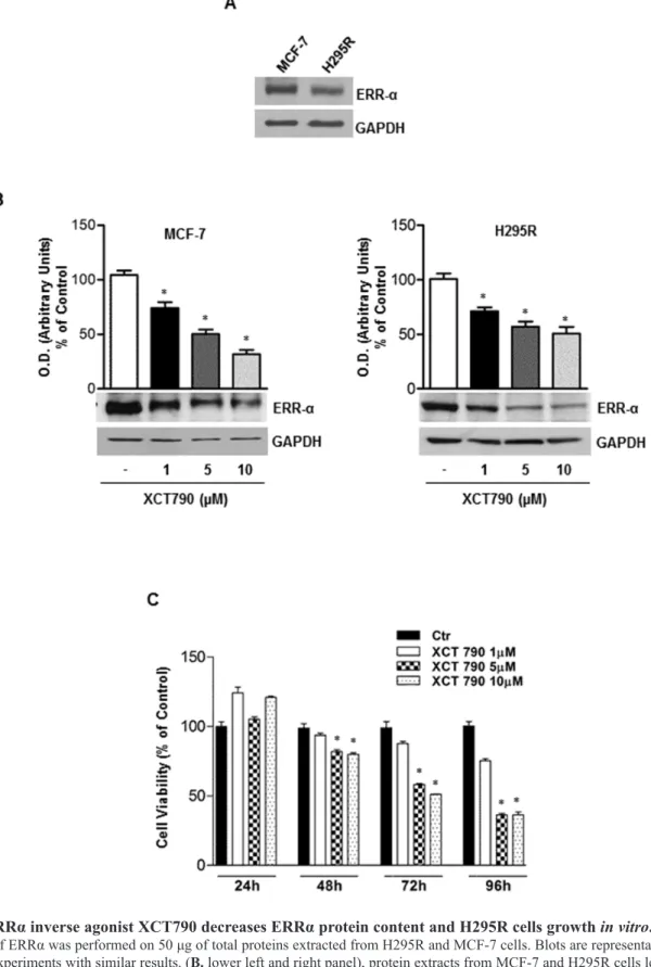 Figure 1: ERRα inverse agonist XCT790 decreases ERRα protein content and H295R cells growth in vitro