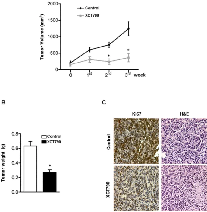 Figure 2: ERRα inverse agonist XCT790 decreases H295R cells proliferation in vivo.  A