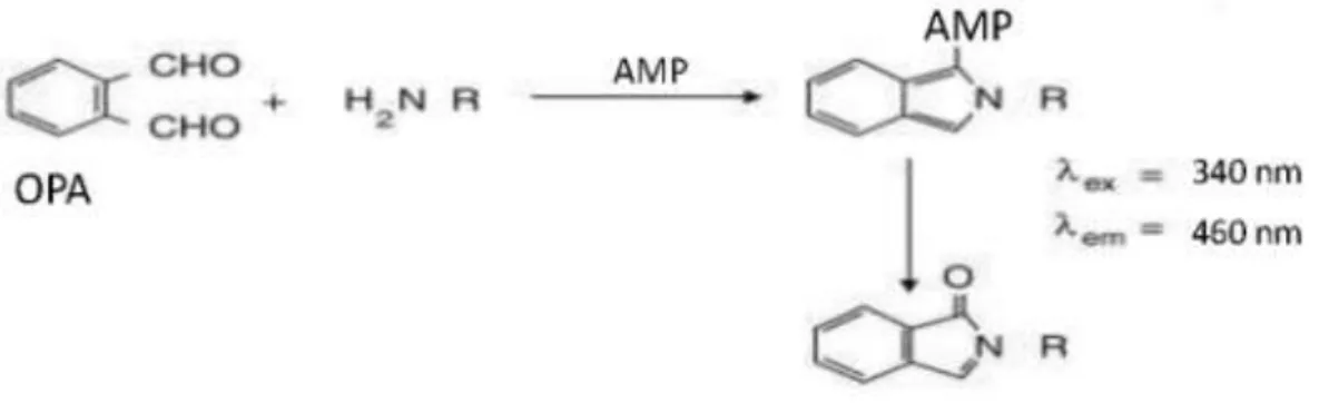 Fig 3.5:  reazione di derivatizzazione degli aminoacidi.