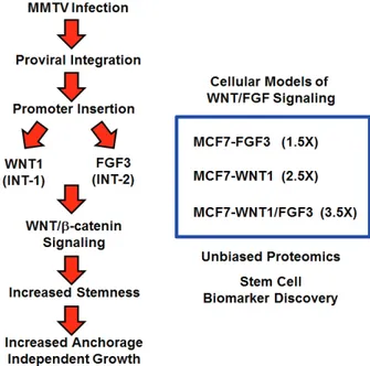 Figure 1: creating a humanized experimental model  for MMtV: Focus on Wnt1 and FGF3 signaling