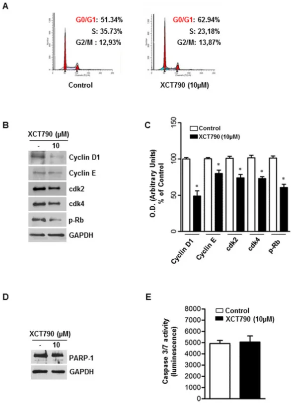Figure 3: ERRα inverse agonist XCT790 impairs G1/S transition of ACC cells without inducing apoptosis