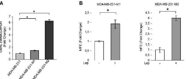 Figure 10. Leptin induces MFE in ER- breast cancer MDA-MB-231 cells. A) Leptin receptor long  (OBRL) mRNA content evaluated by real-time RT–PCR in MDA-MB-231, MDA-MB-231-M1 and  MDA-MB-231-M2  cells