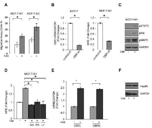 Figure  11:  Leptin  signaling  directly  induces  BCSC  activity  in  breast  cancer  cells
