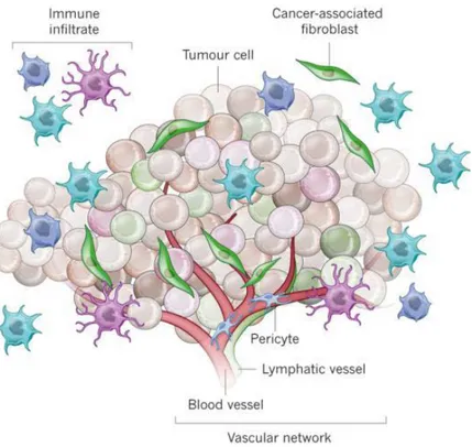 Figure  1.2  |  Tumor formation involves the co-evolution of neoplastic cells together with extracellular matrix and vascular  endothelial, stromal and immune cells