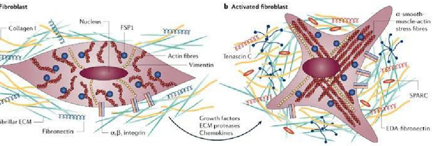 Figure 1.3 | A) Normal fibroblasts are embedded within the fibrillar extracellular matrix (ECM) of connective tissue, which consists  largely of type I collagen and fibronectin