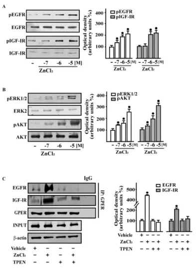 Figure 3.1 | ZnCl 2  triggers rapid responses and stimulates the co-immunoprecipitation of EGFR and IGF-IR with GPER in 