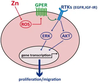 Figure 3.9 | Schematic representation of the functional cooperation of GPER with IGF-IR and EGFR upon zinc exposure