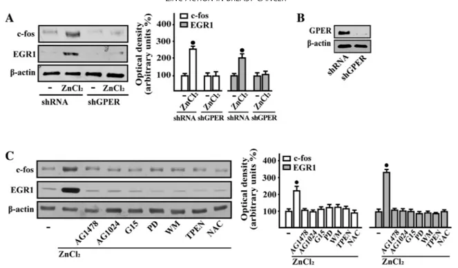 Figure 4. GPER is involved in c-fos and EGR1 protein increase induced by ZnCl 2 in breast cancer cells