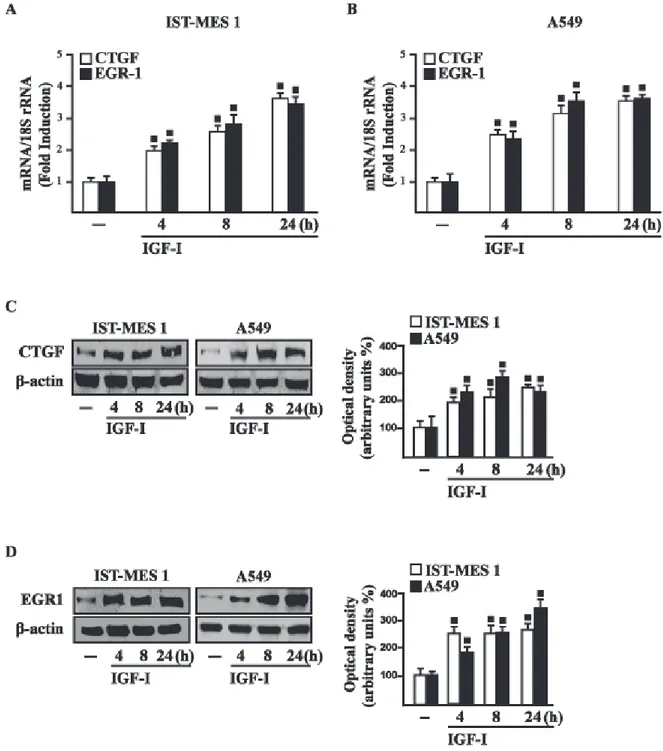 Figure 3: IGF-I up-regulates CTGF and EGR1 expression in IST-MES 1 and A549 cells.  (A-B) mRNA expression of CTGF 