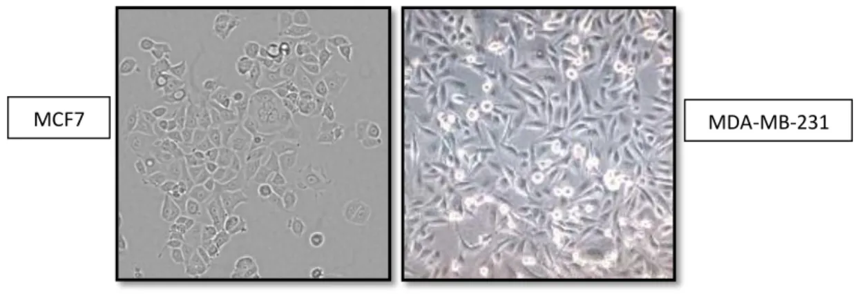 Figure 2. Representative pictures of MCF7 and MDA-MB-231 human breast cancer cells in in vitro 