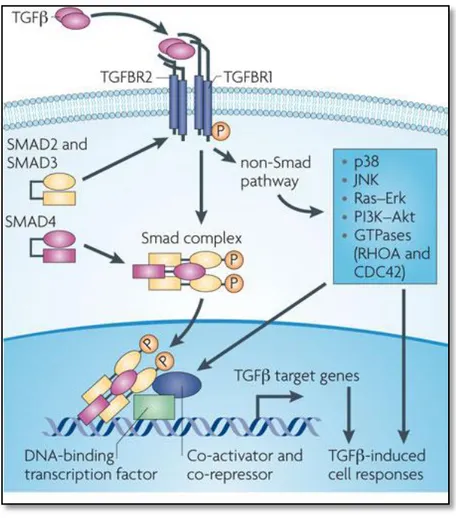 Figure 7. TGFbeta signaling. Canonical Smad-dependent TGFbeta signaling first binds to receptor type 