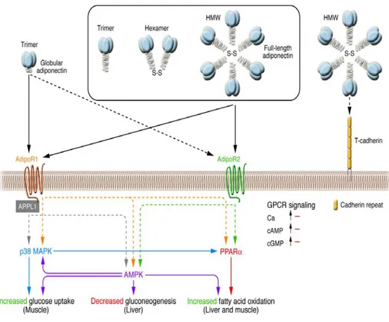 Fig I-9. Signal transduction by adiponectin receptors 