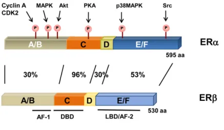 Fig II-2. Estrogen receptors structure 