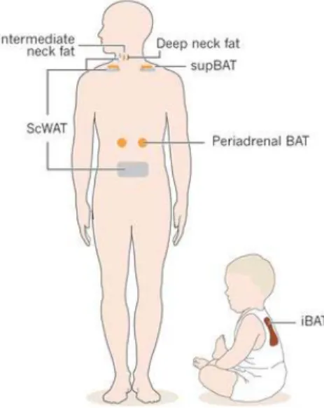 Fig I-1. Locations of the brown adipose tissue (BAT) and WAT depots in infants and adults