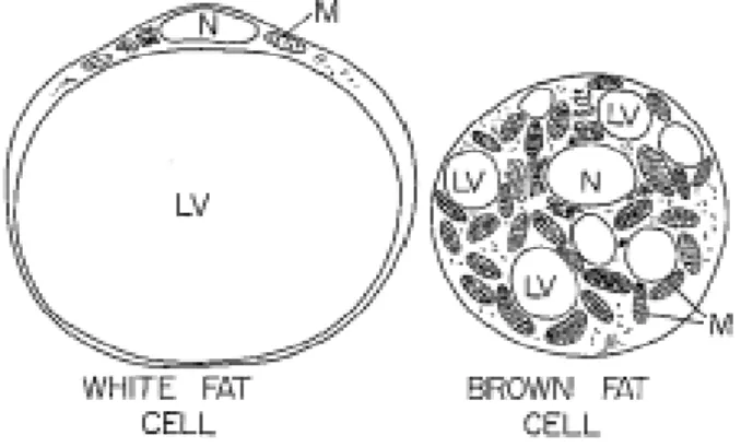 Fig I-2. White fat cell and brown fat cell: note the single large lipid vacuole in the white fat  cell and the numerous smaller lipid vacuoles in the brown fat cell