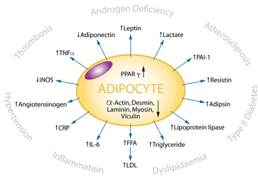Fig I-3. Main factors secreted by adipocytes and their metabolic functions 