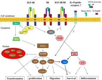 Figure 1.13.Signaling pathways and the cellular 