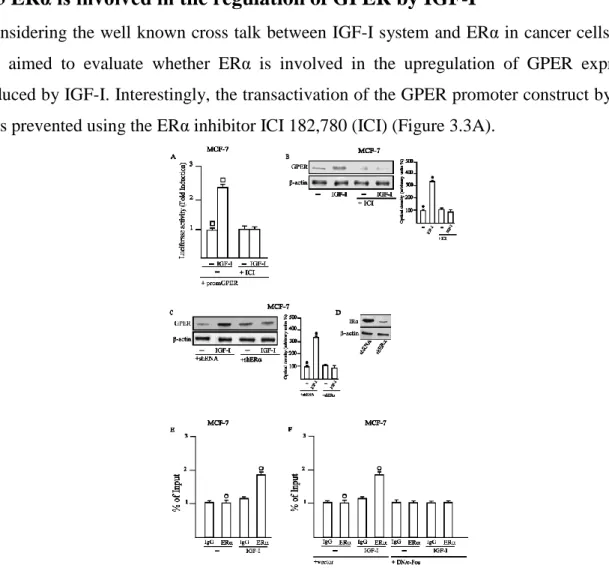 Figure 3.3. (A) The transactivation of GPER promoter construct induced by 100 ng/ml of IGF-I is abrogated in presence of 