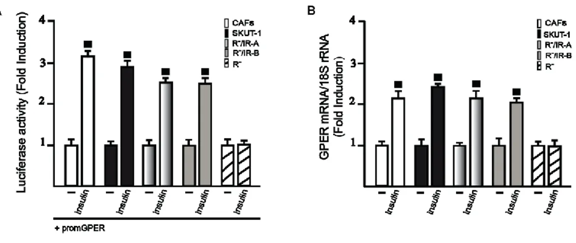 Fig. 3.4. (A) 10 nM insulin induces the transactivation of the GPER promoter construct only in R - /IR-A or R - /IR-B, in CAFs  and SKUT-1 cells