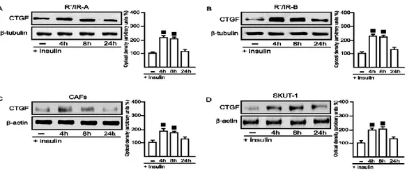 Figure  3.5.  (A-D)  CTGF  protein  expression  is  up-regulated  by  10nM  insulin  in  R - /IR-A  and  R - /IR-B,  CAFs  and  SKUT-1  cells