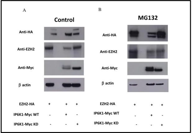 Fig. 9: Phosphorylation EZH2 is ubiquitinated and degraded via the proteasome pathway:  HEK 293cells were  co-trasfected with EZH2-Ha tagged and both IP 6 K1-Myc tagged isoforms